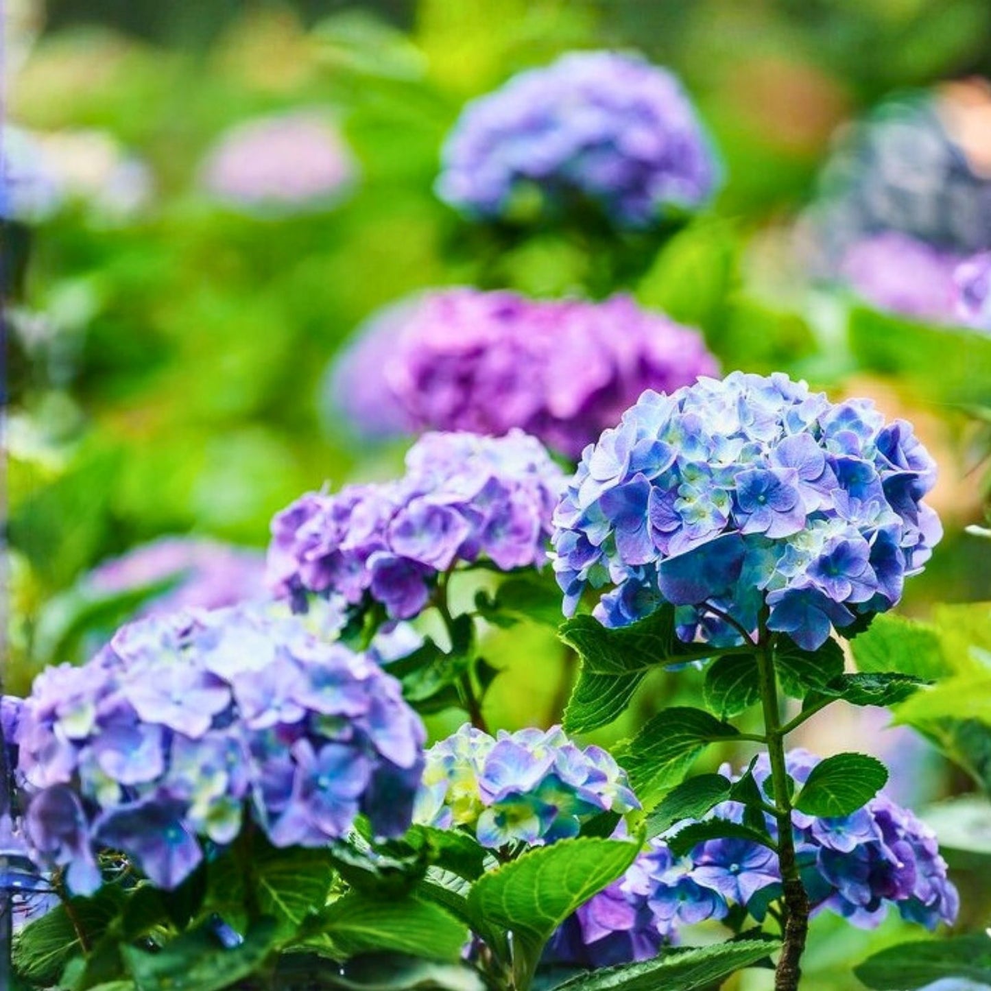 Hydrangea Seeds 85 or 250 Pack Non-GMO Royal Dream Variety Flower Seeds Hydrangea macrophylla