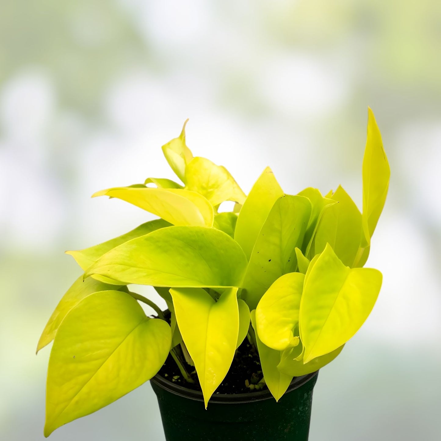 Rooted Neon Pothos Plant in 2.5" Pot | Epipremnum aureum | Vibrant Green Foliage, No Cutting