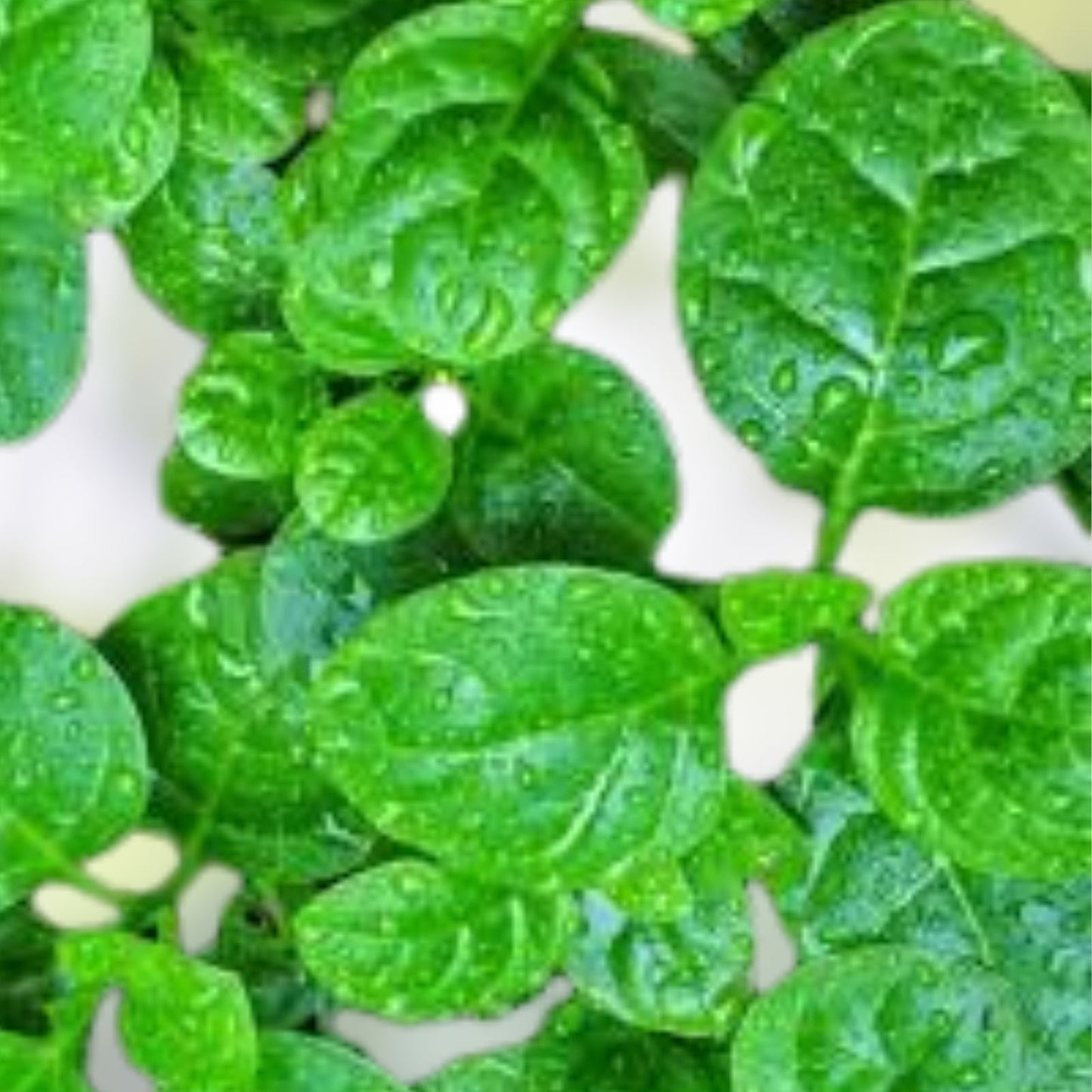 Malabar Spinach Seeds - 150 Giant Roundleaf Edible Vine Seeds, Basella alba, Organic, Non-GMO, Free Shipping
