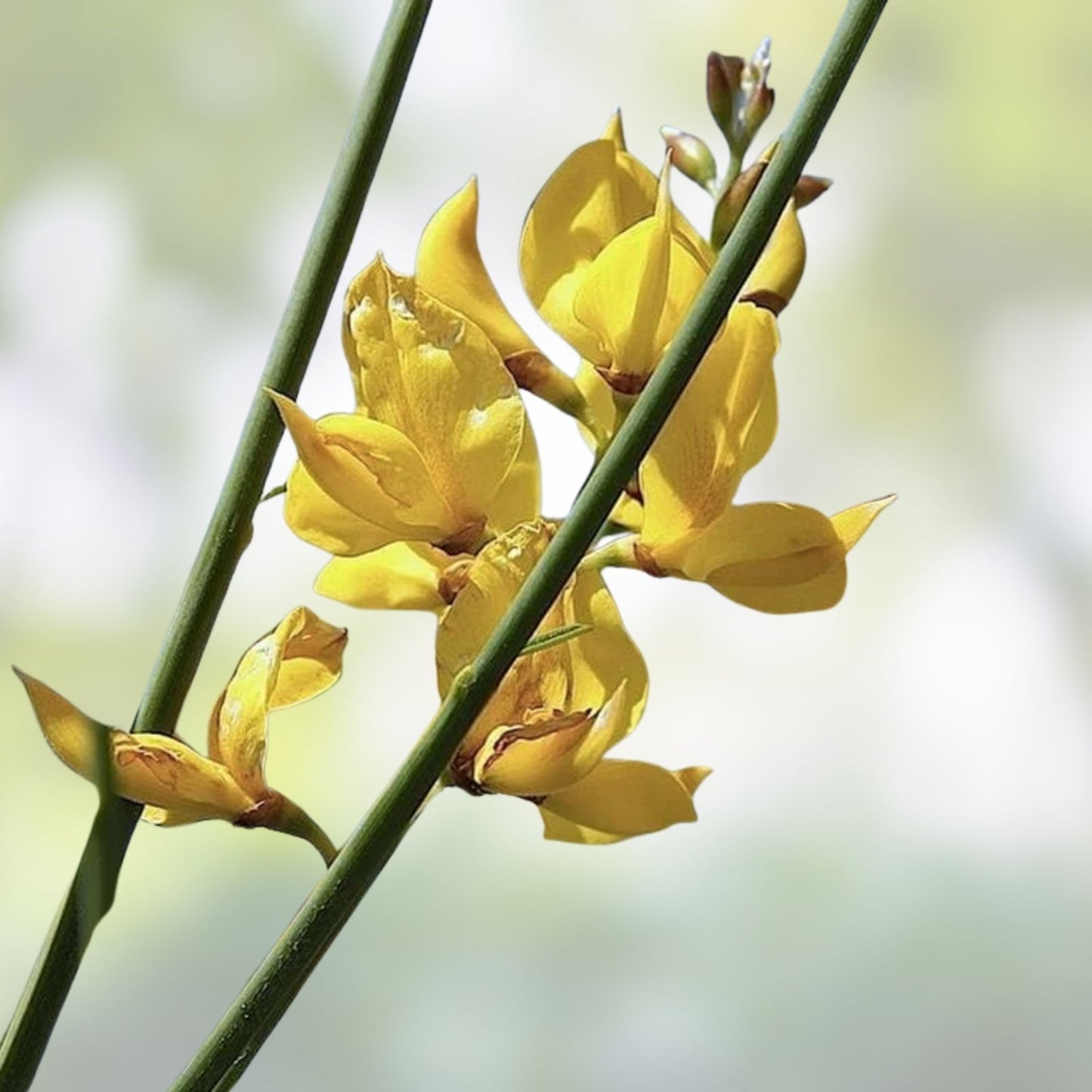 Spanish Broom Seeds 20 Pack - Yellow Flowering Shrub - Spartium junceum - Weavers Broom Plant for Garden & Landscape