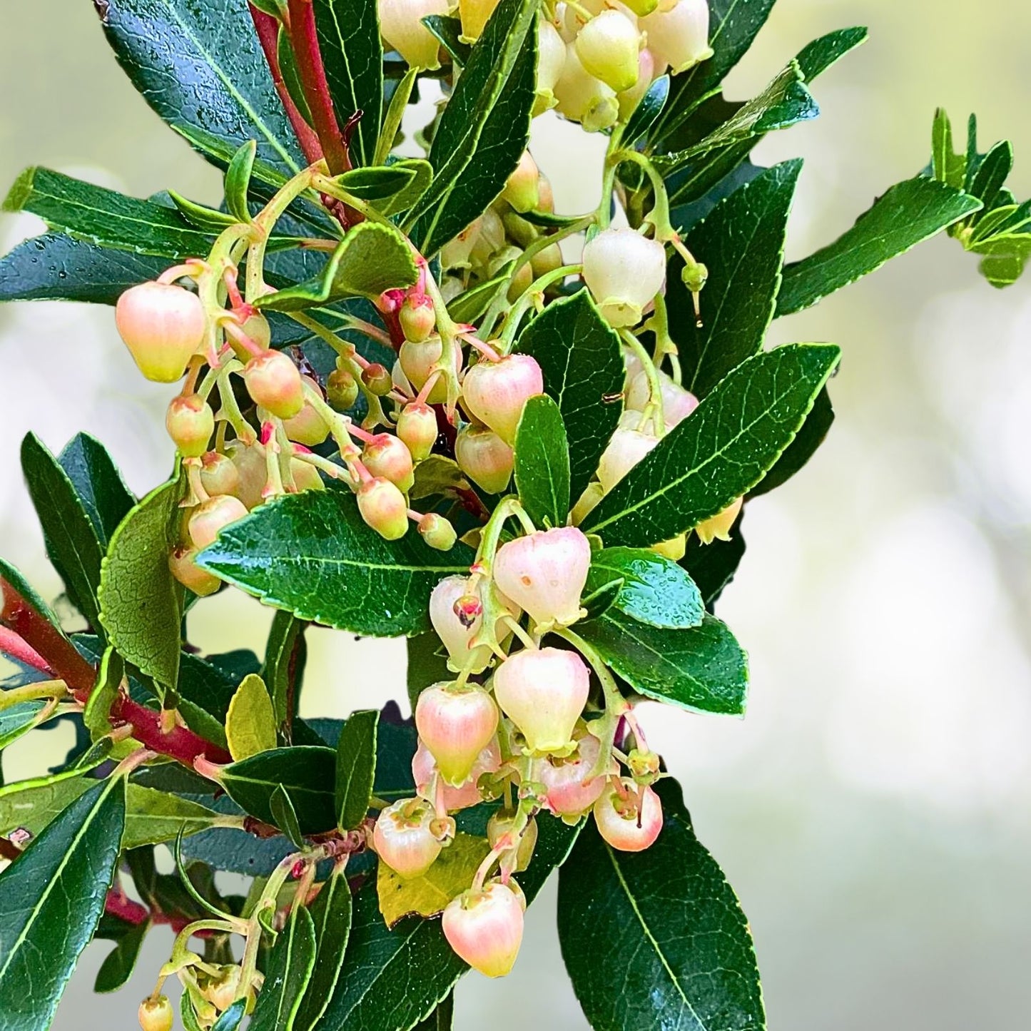 Compact Strawberry Tree Shrub - Evergreen with Red Fruit, Arbutus unedo 'Compacta' - Ideal for Gardens and Landscaping