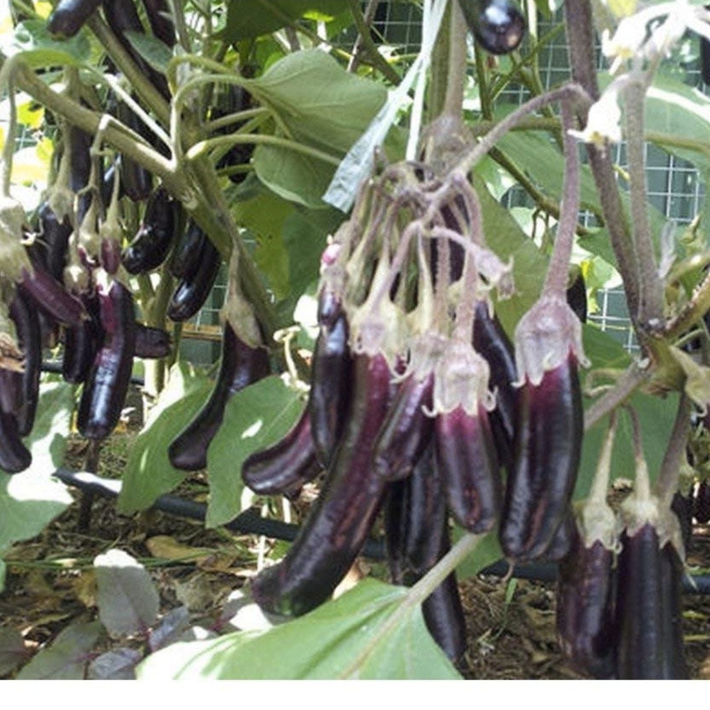 Mini Eggplant Seeds 25 Pack Little Fingers Asian Heirloom Non-GMO Vegetable Garden Solanum melongena