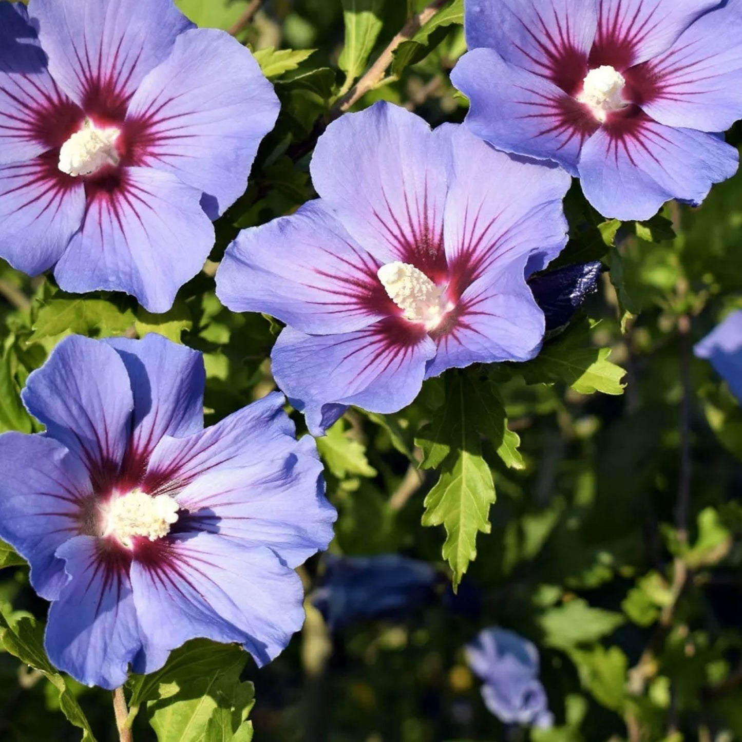 Purple Hibiscus Plant Seedling - Vibrant Purple Flowers - Hibiscus sabdariffa - Rooted Plant for Garden or Patio