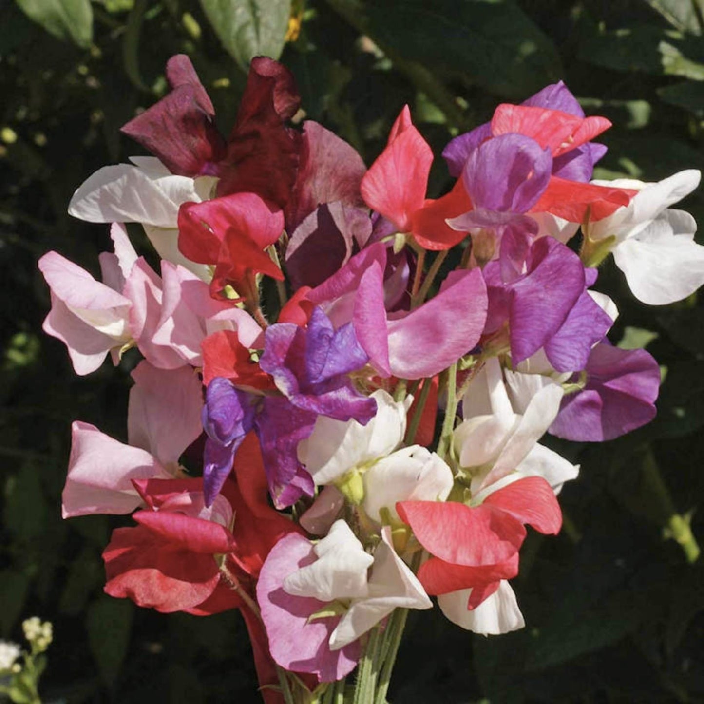 Sweet Pea Seeds 25+ Count | Edible Lathyrus odoratus Flowering Plant | Garden Seeds for Climbing and Fragrant Blooms