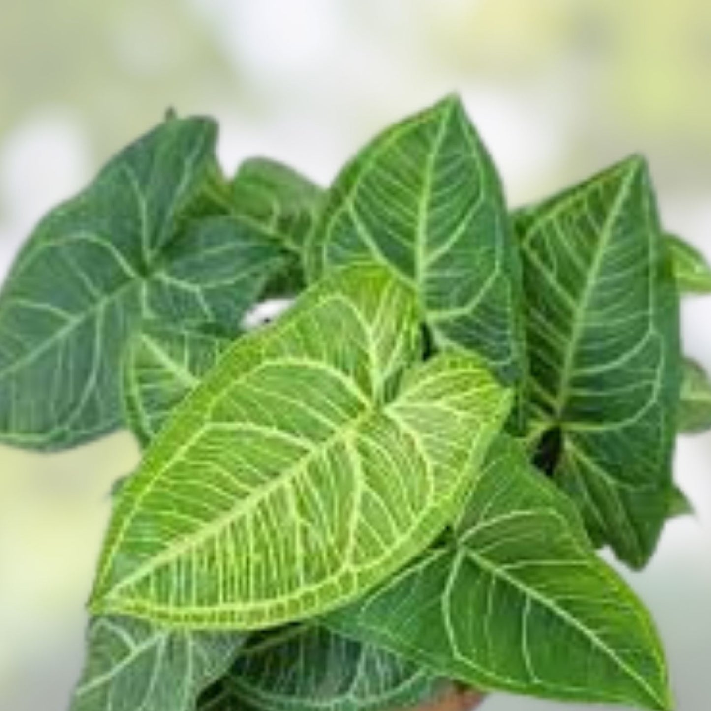 Syngonium Batik Houseplant - Potted Rooted Variety - Green and Cream Variegation - Syngonium podophyllum