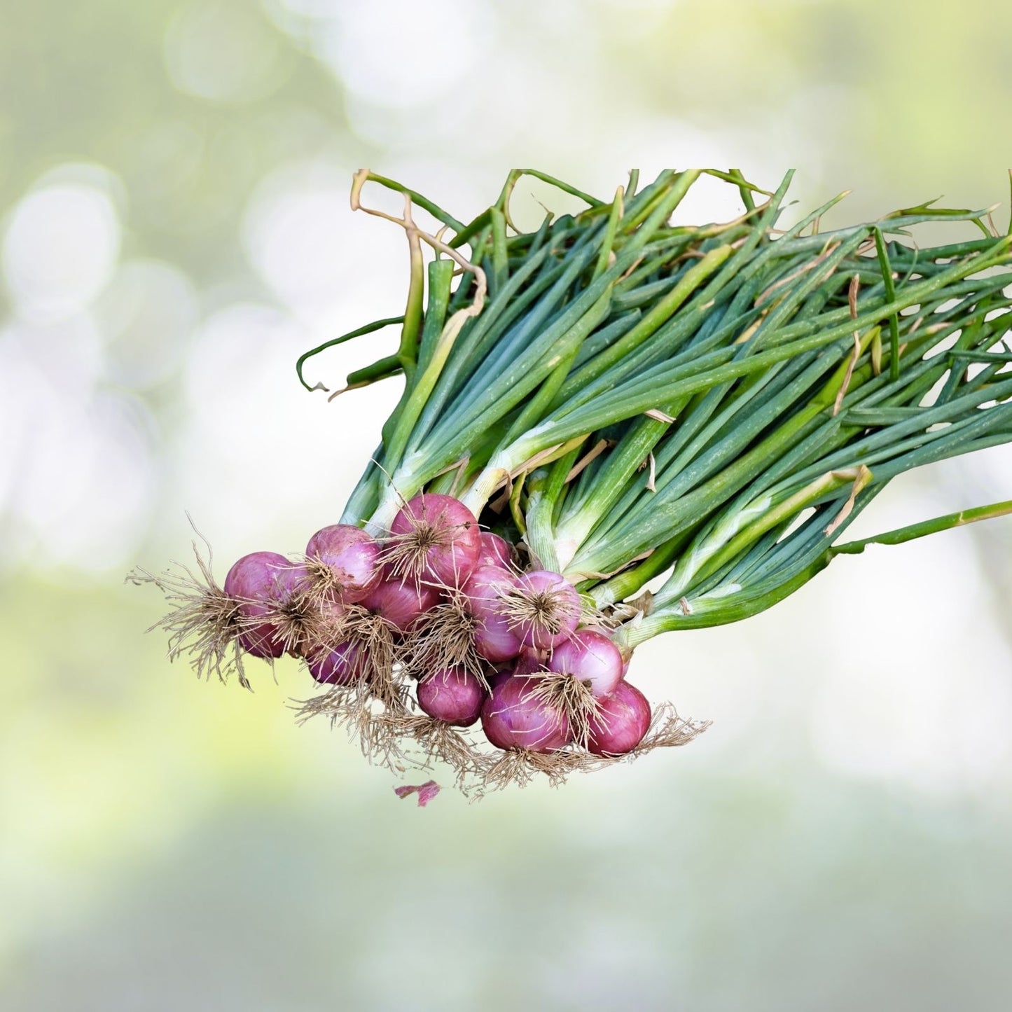 Ruby Red Onion Seeds - 200+ Count Red Stem Scallion (Allium cepa) - USA Grown Organic Gardening Seeds