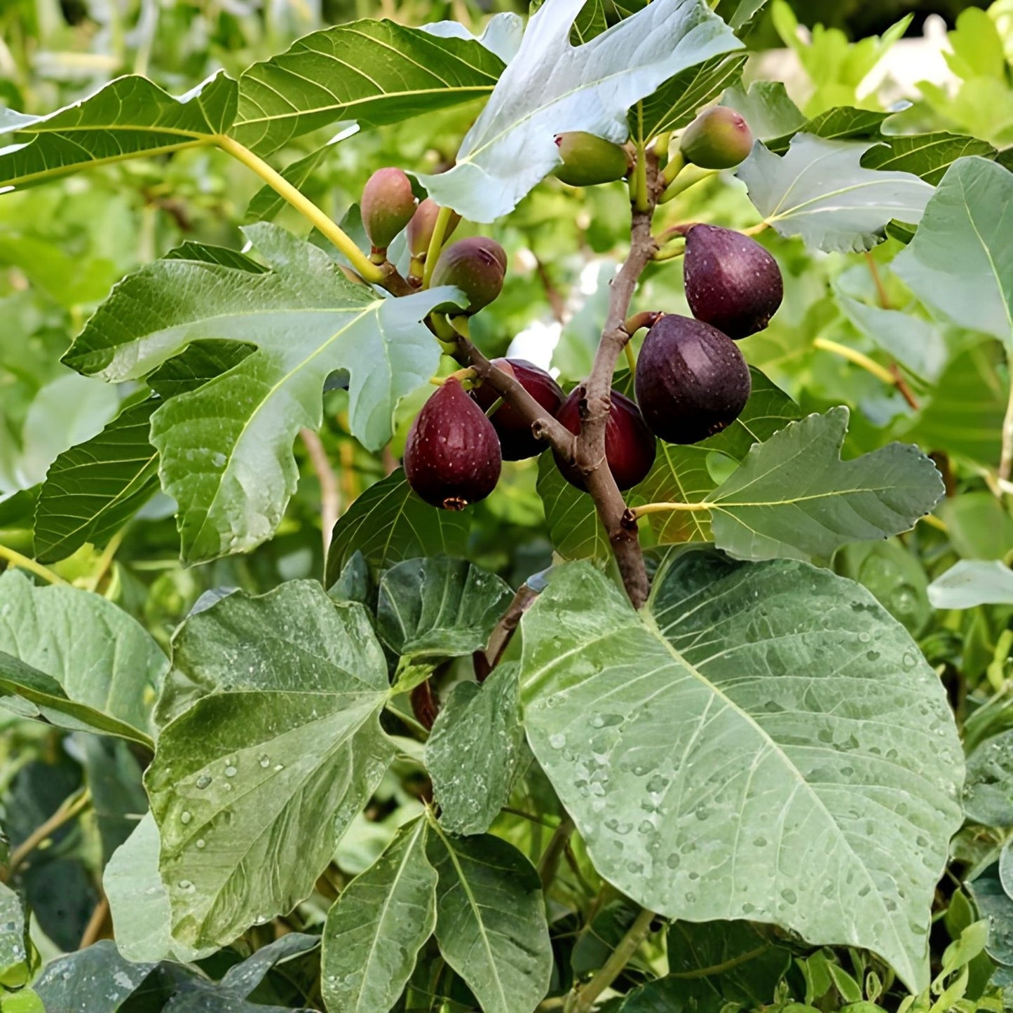 Fig Tree Cuttings 9 Varieties including Gen Nero & Longue D'Aout for Propagation Ficus carica Gardening