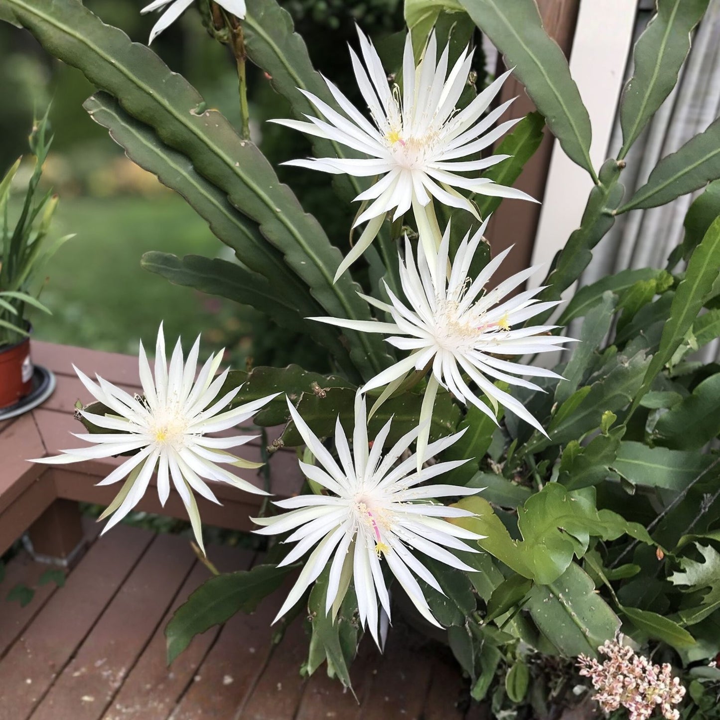 Epiphyllum Cutting 8" Unrooted Hookeri Strictum Orchid Cactus Succulent Plant