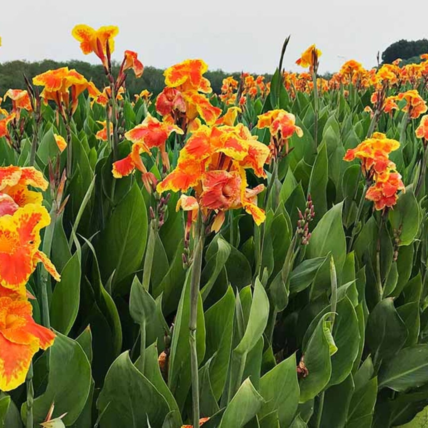 Large Canna Lily Bulbs, Yellow Canna indica Tropical Flowering Plant for Gardens and Landscapes