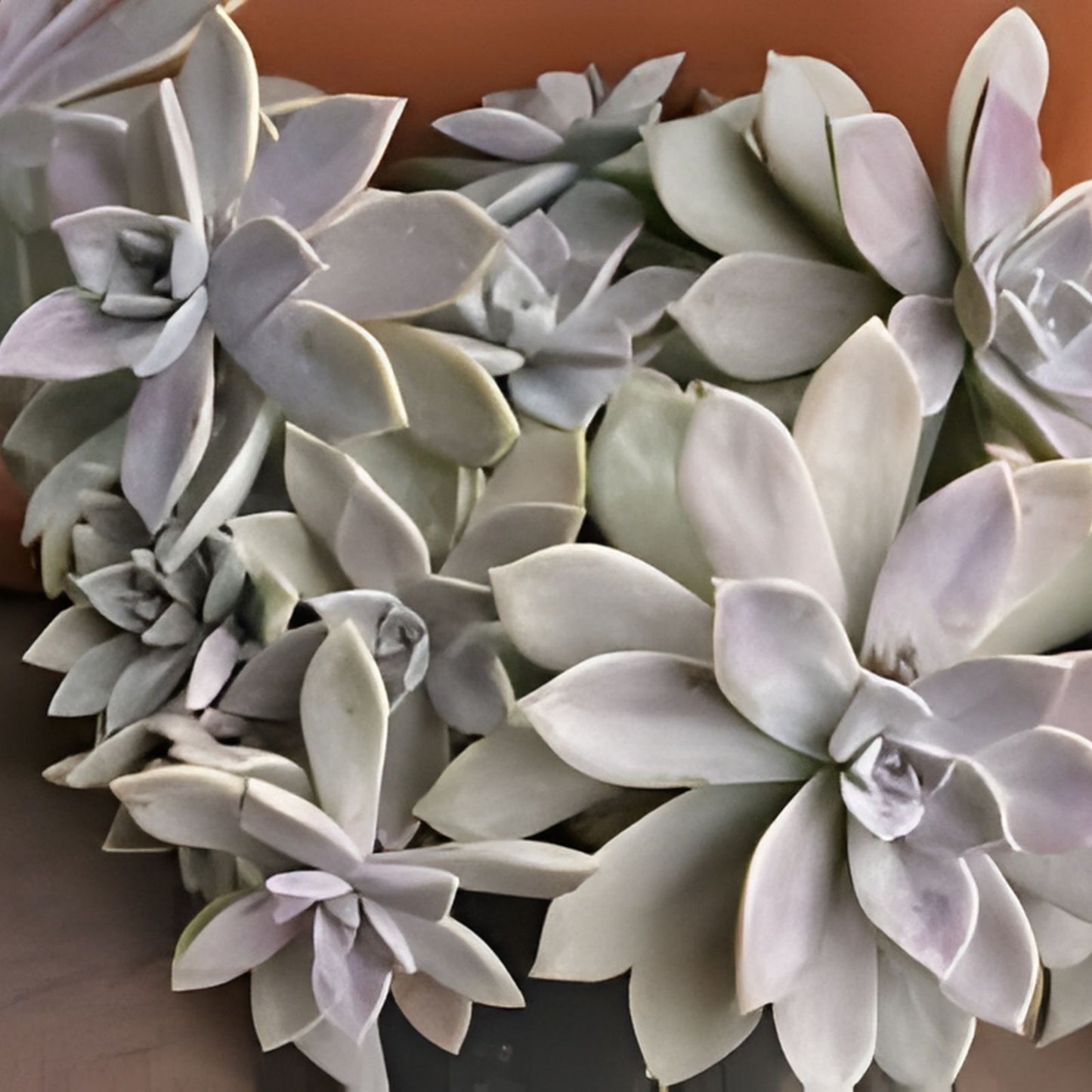 Live Succulents 3,5” Aeonium Variegated Maybach Cutting - Indoor Garden Decor - Easy Care Houseplant