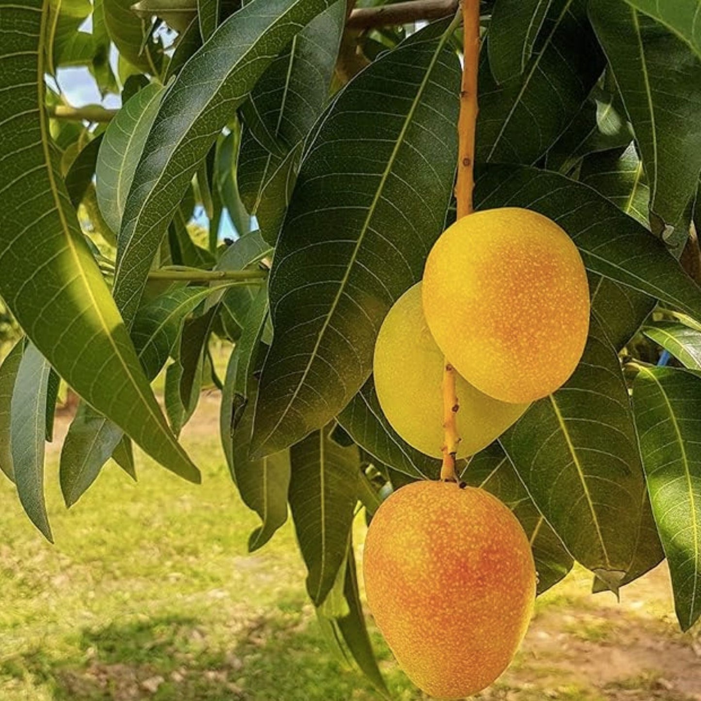 Mango Seeds 25 Pack Vine Peach Mangifera indica - Grown in USA, Ships from Iowa, Fruit Tree Propagation, Tropical Plant Seeds