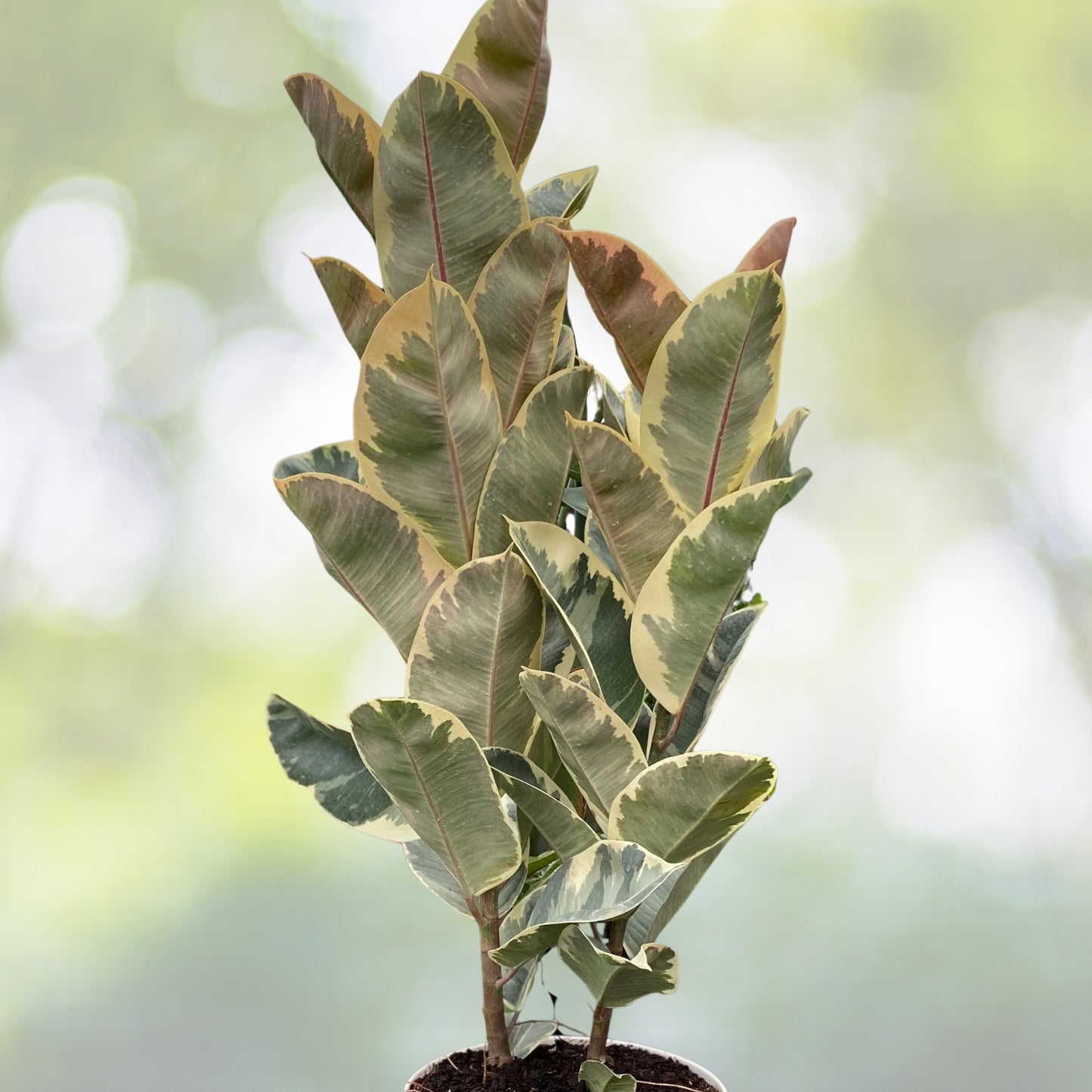 Ficus Tineke Double Stem Plant - Variegated Elastica Rubber - 3 Gallon Pot - Ficus elastica