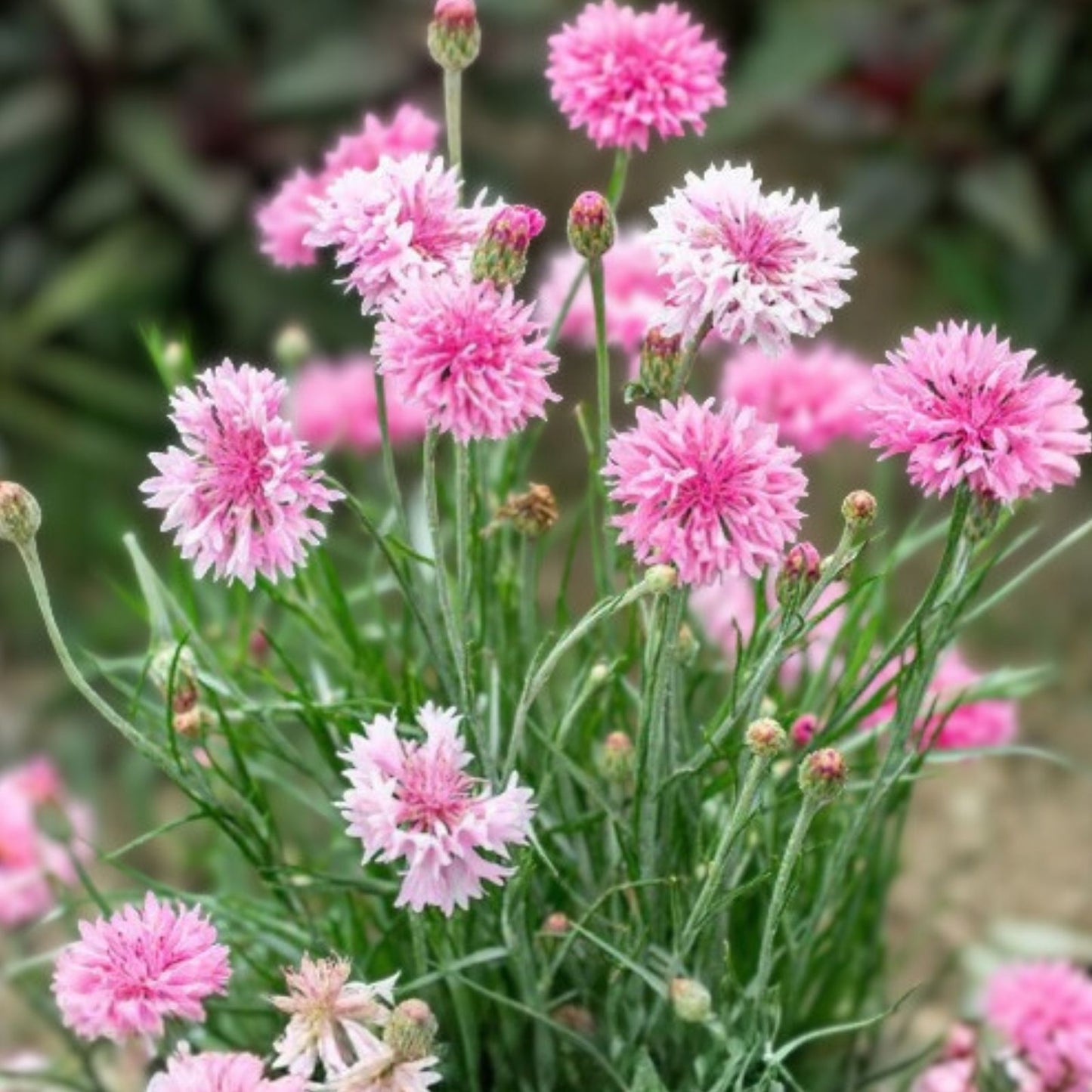 Bachelor Button Seeds 50 Count Tall Pink Variety Centaurea cyanus Garden Flower Seeds for Bright Blooms