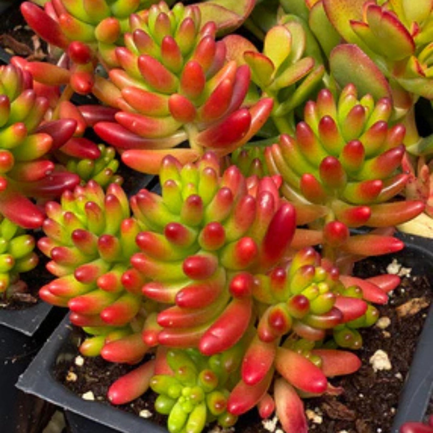 Succulent Cuttings 6 Variegated Sedum Rubrotinctum ‘Pork & Bean’ Jelly Beans, Live Plant Propagation, Easy Care Succulent Collection