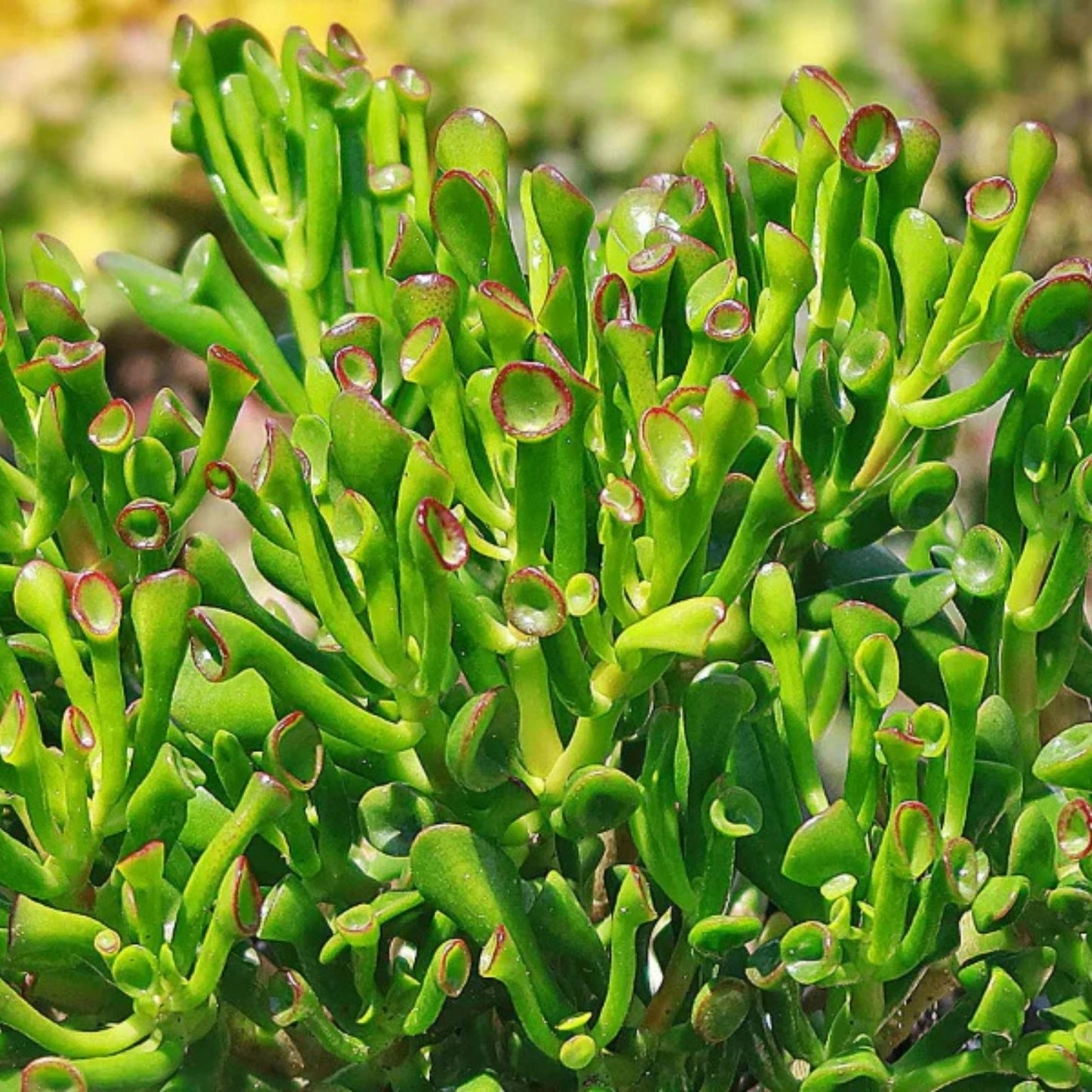 4" Unrooted Hobbit Jade Succulent Cutting - Crassula Ovata 'Gollum' - Unique Finger Jade Plant for Indoor Gardening