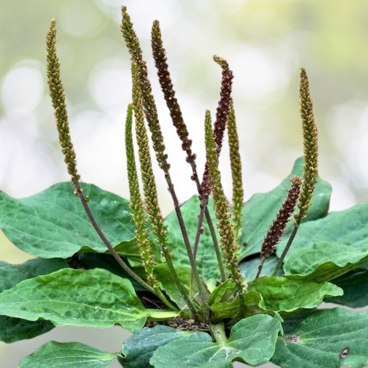 Wild Native Organic Ribwort Plantain Live Plant - Young, Herbal Remedy, Medicinal Benefits (Plantago lanceolata)