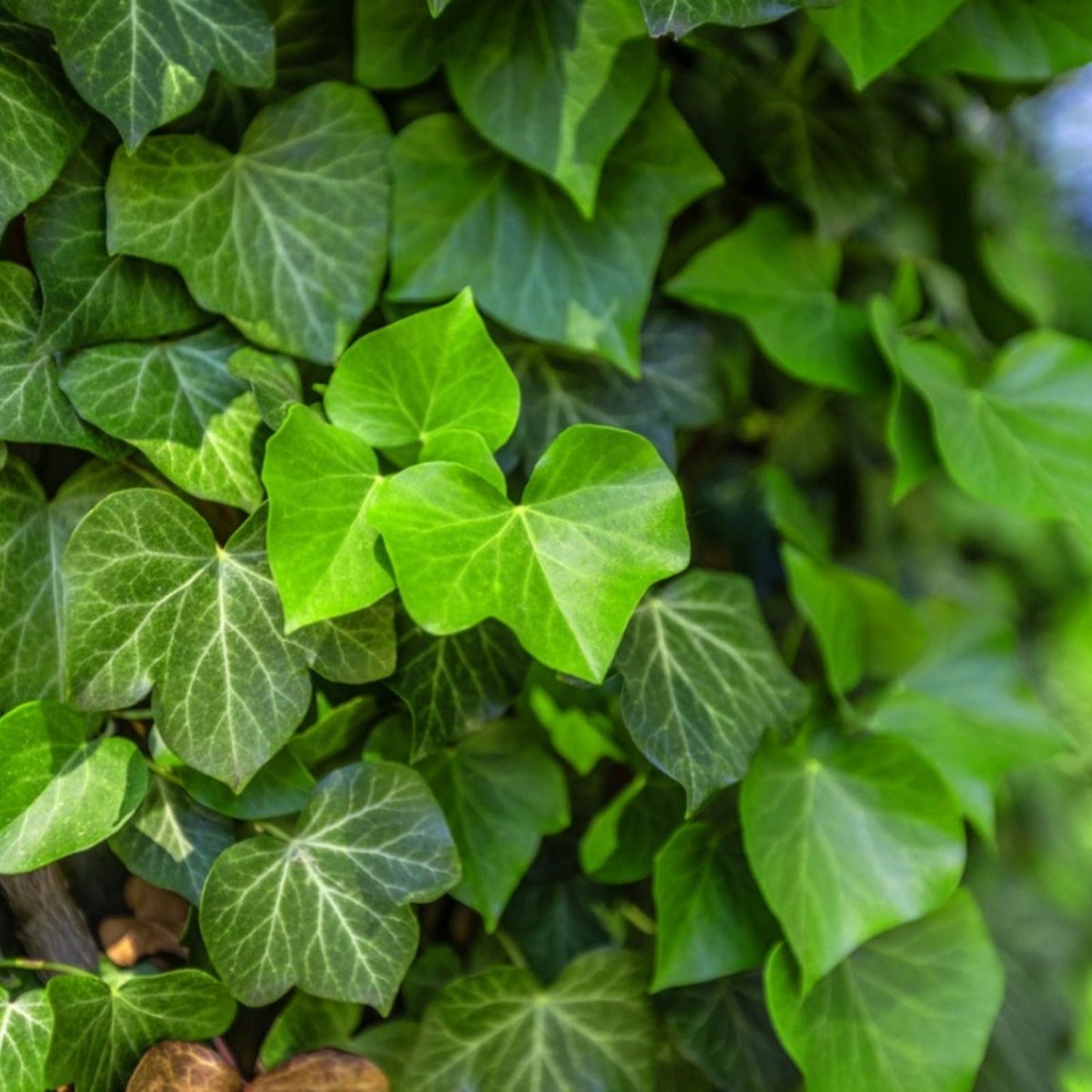 Live English Ivy Roots 10 Pack – Green Ground Cover for Garden and Patio – Hedera helix
