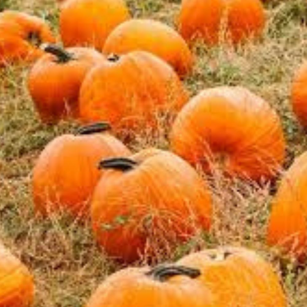 Organic Pumpkin Seeds 10 Pack Summer Sky Heirloom Non-GMO USA Grown Cucurbita pepo