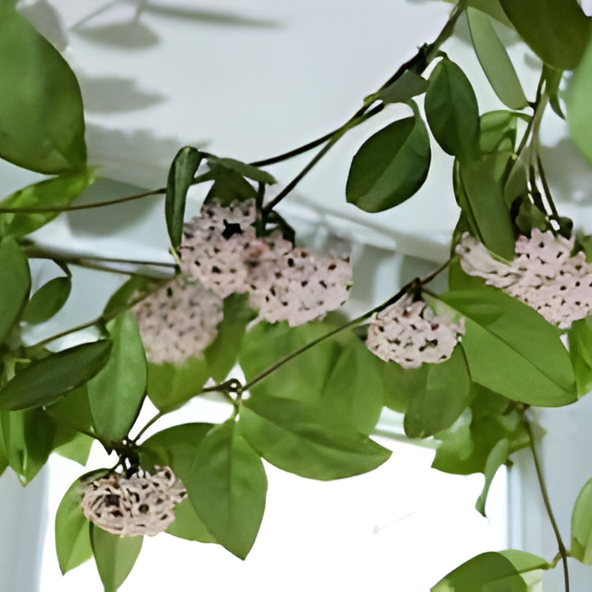 Hoya Plant 5" Pot Variegata Heart Leaf - Hoya kerrii 'Variegata' - Unique Waxy Foliage for Indoor Gardens