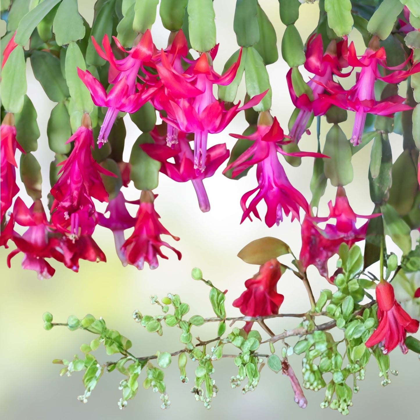 Thanksgiving Christmas Cactus Cuttings - Schlumbergera Samba Brazil - Rootless Plant Propagation - Holiday Succulent Cuttings