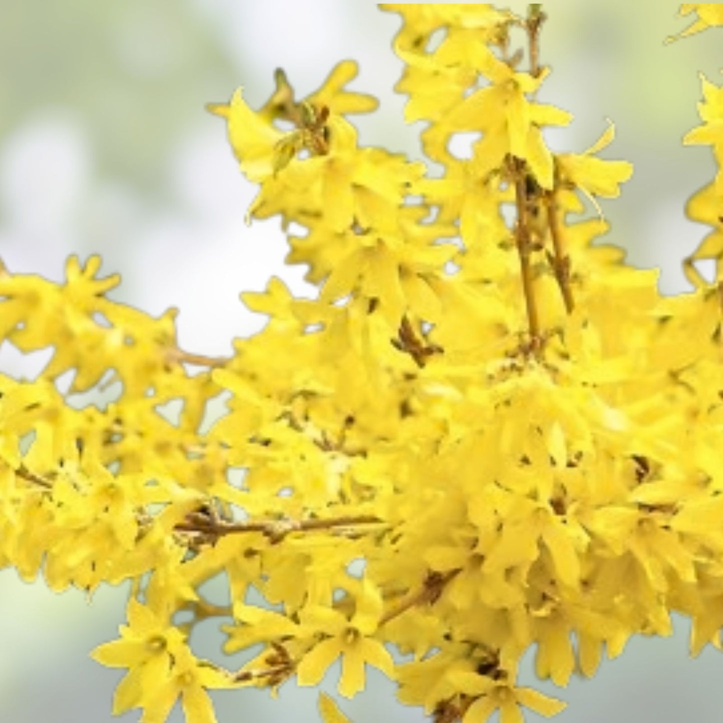 Weeping Forsythia Bush Seeds – 50 Seeds – Forsythia suspensa – Fast-Growing Ornamental Shrub for Gardens