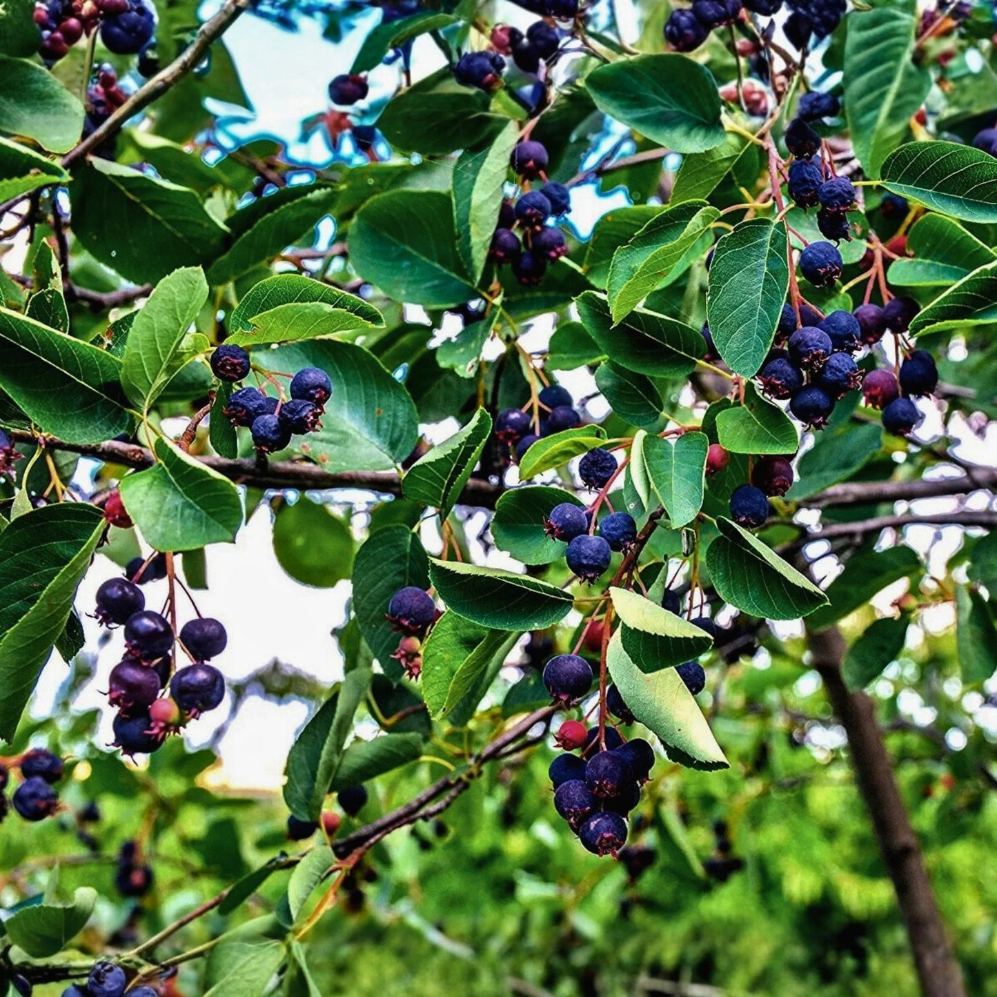Juneberry Seeds for Planting - Amelanchier lamarckii - Edible Berries, Ornamental Tree, Hardy Perennial Seeds