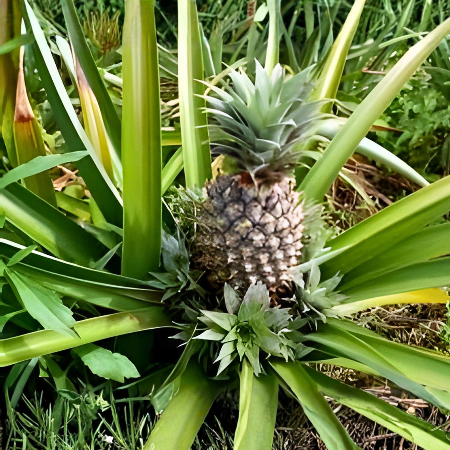 Live Pineapple Plant Starter - 10 Perennial Fruit Plants - Ananas comosus - Ideal for Homesteading & Container Gardening