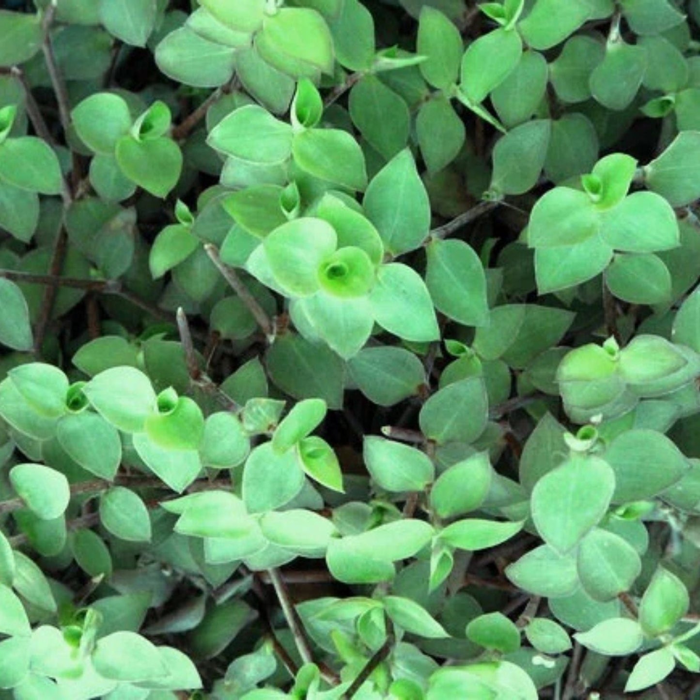Callisia Cordifolia Green Trailing Wandering Jew Plant - Easy Care Indoor Houseplant - Low Maintenance, Bright Green Foliage