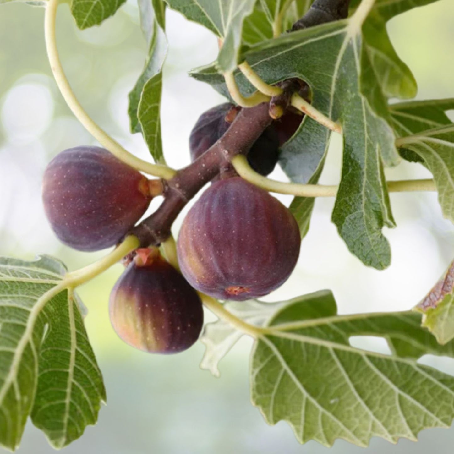 Hardy Chicago Organic Fig Tree Cuttings - 6 Branches - Ficus carica - Ideal for Gardening and Home Growing