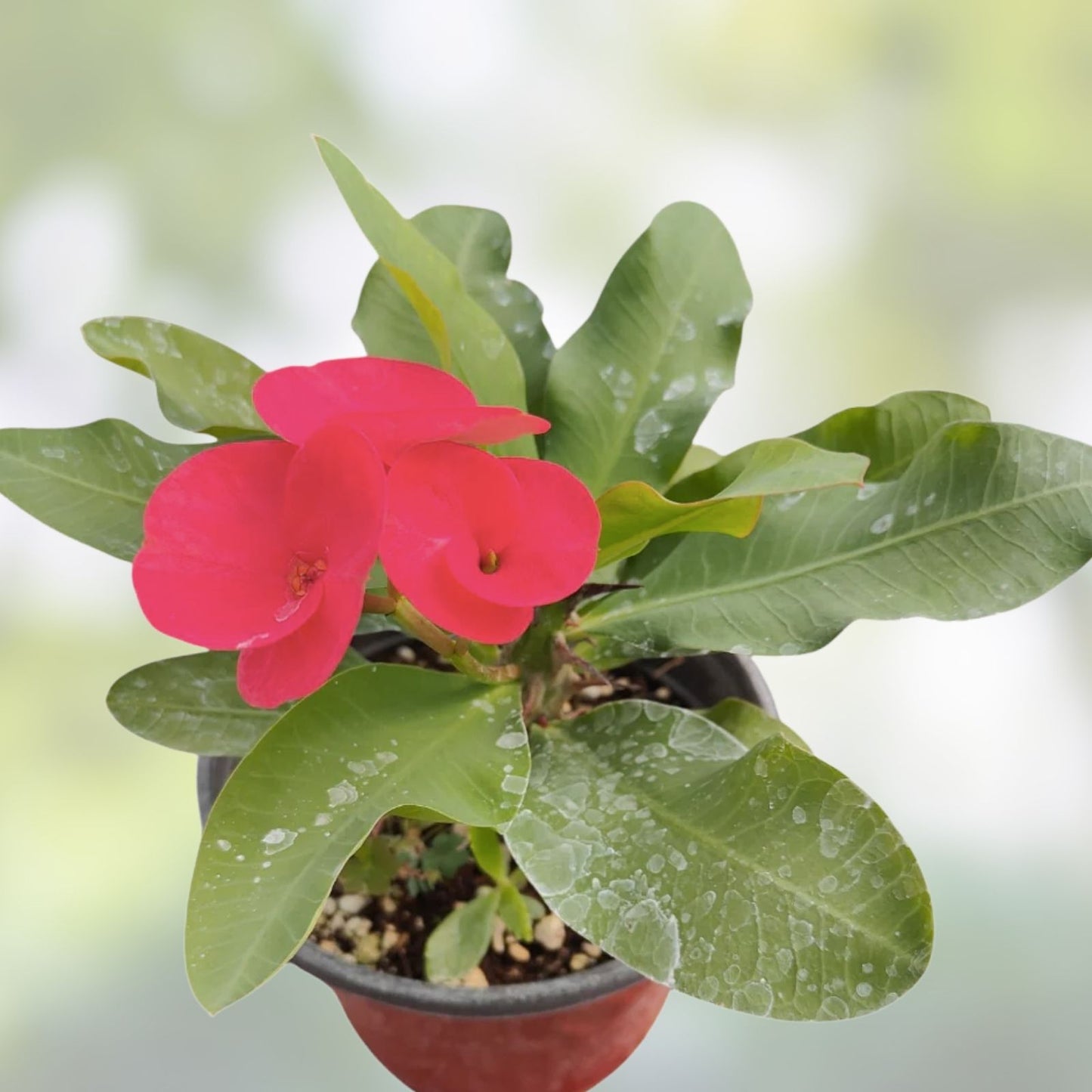 Crown of Thorns Cuttings - 6 Unrooted Euphorbia Milii Mixed Varieties Succulent Plant Cuttings