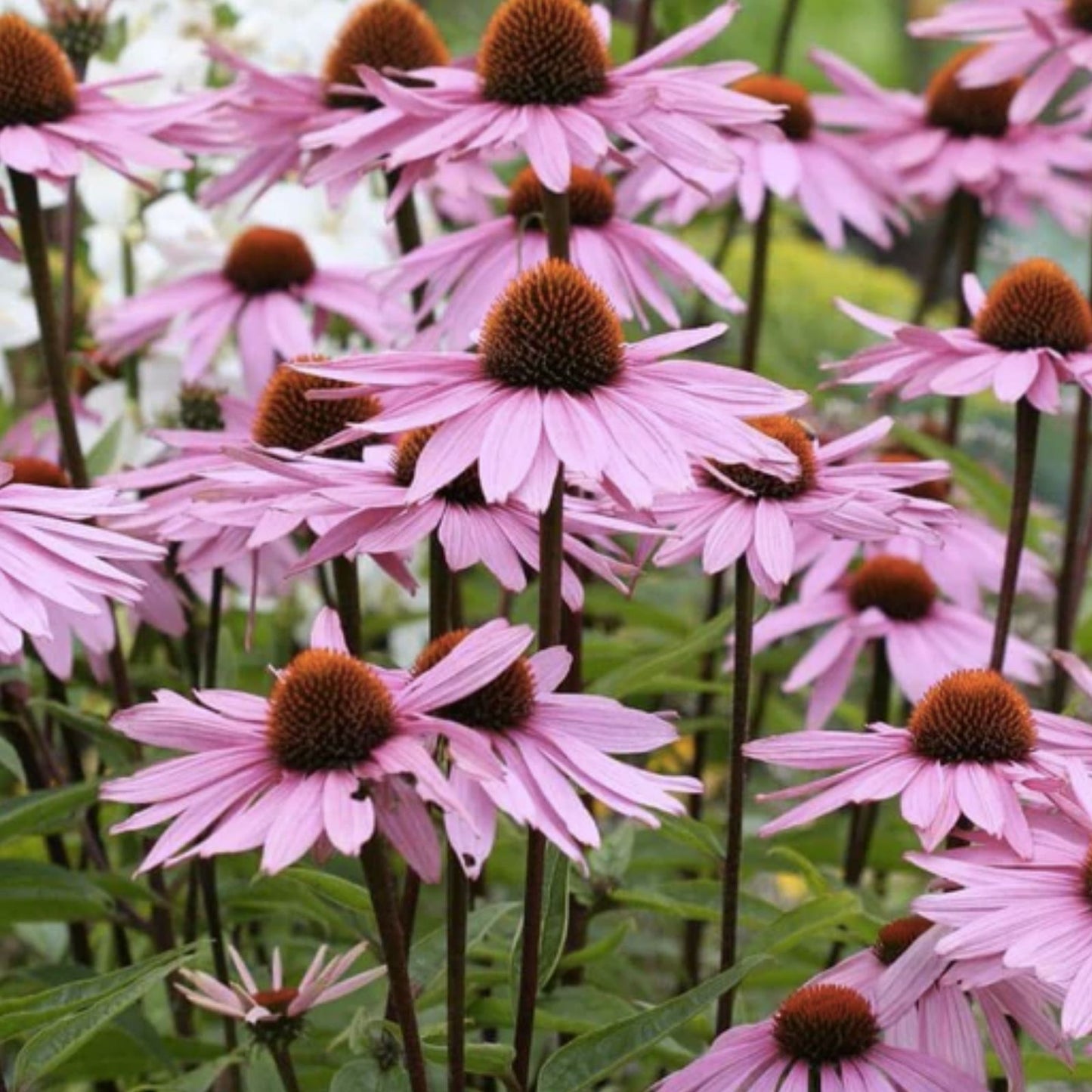 Purple Coneflower Seeds - 200 Organic Echinacea Purpurea Seeds for Garden, USA Grown, Free Shipping