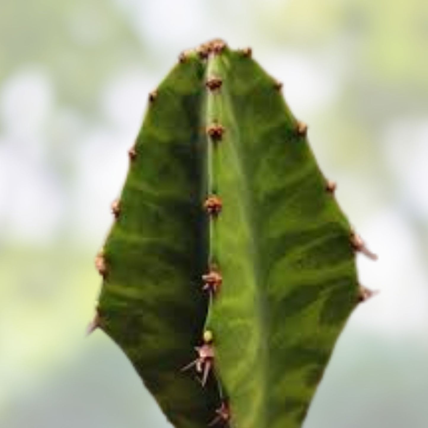 Euphorbia 'Watusi' Cutting - Rare Bill Baker Hybrid Succulent - Unique Houseplant for Collectors