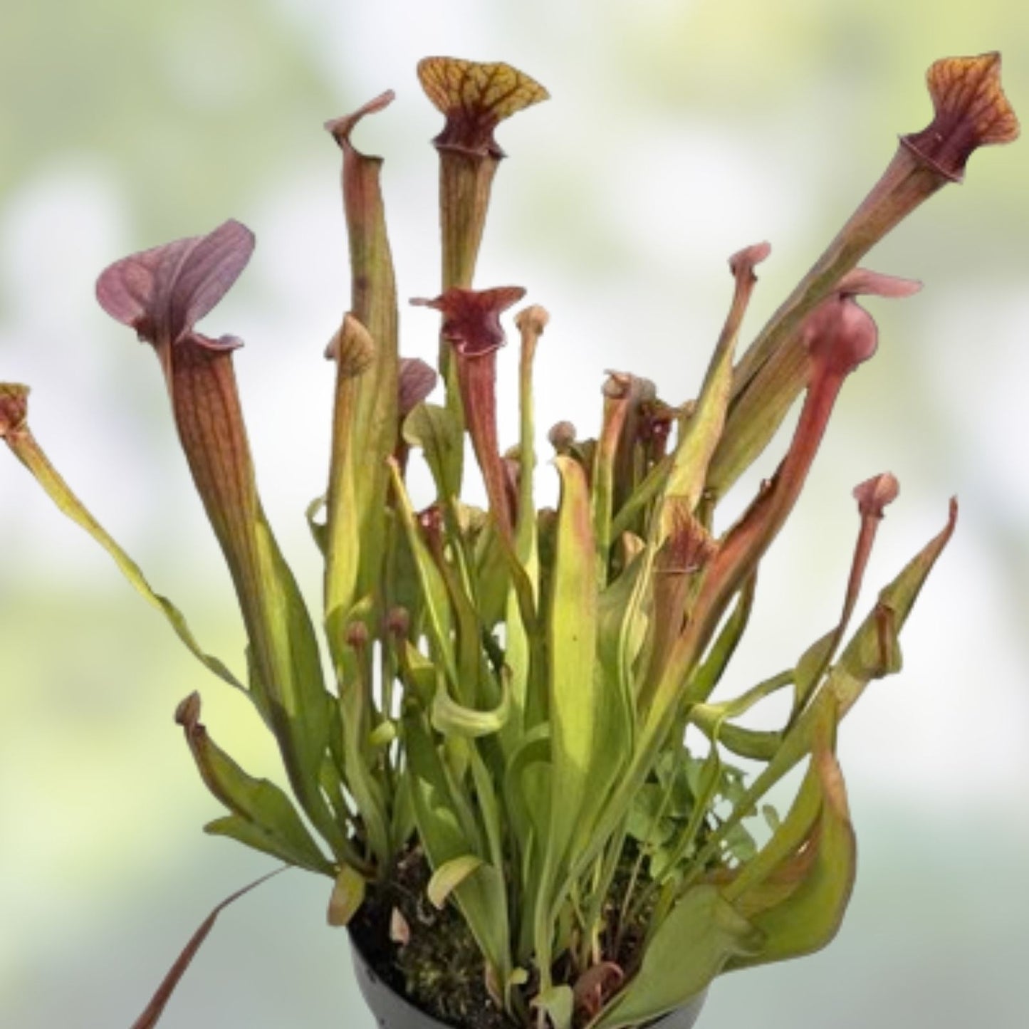 Sarracenia Seedling Oreo x Alata x Adrian S Select Carnivorous Pitcher Plant Unique Hybrid