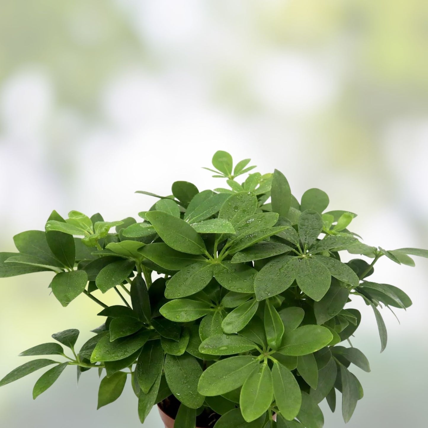 Dwarf Umbrella Plant Cuttings Schefflera Arboricola 2 Pack with Bonus Extras Indoor Houseplant
