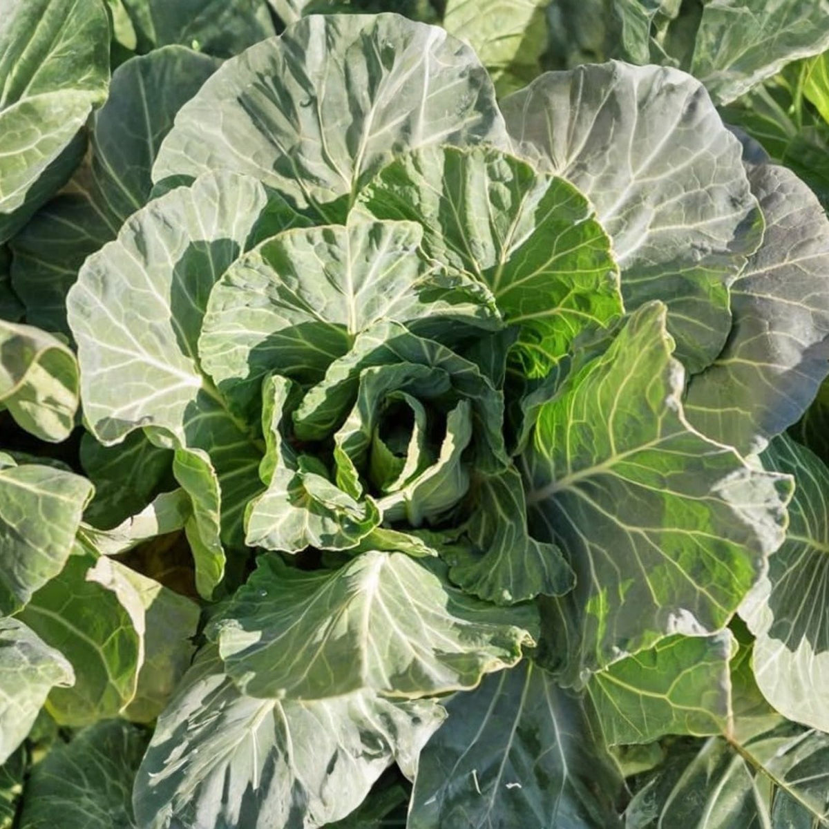 Collard Green Seeds 500 Pack Georgia Southern Heirloom Non-GMO Vegetable Garden Seeds Brassica oleracea