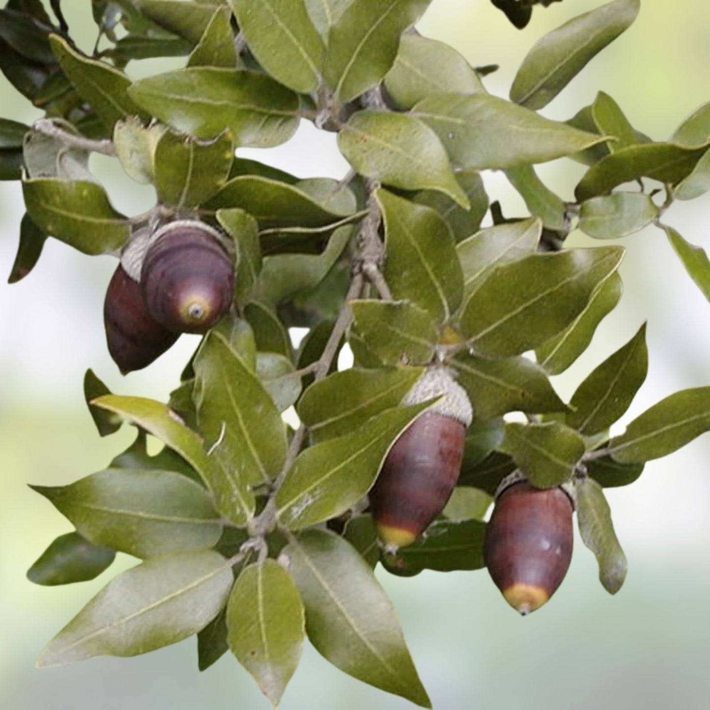 Quercus Ilex Acorns - 30 Mediterranean Holm Oak Seeds from Dalmatian Coast, October 2024 Harvest
