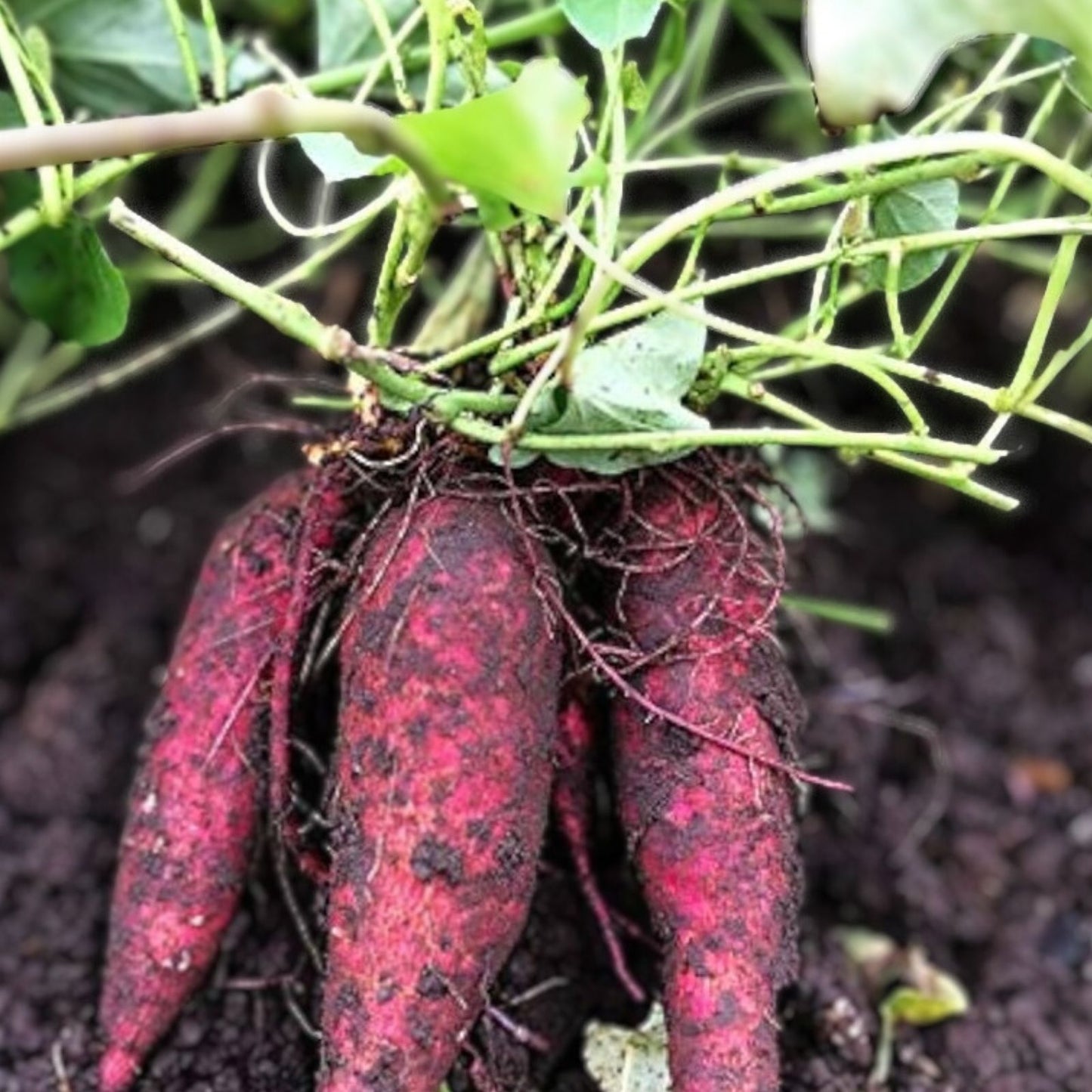 Red Garnet Sweet Potato Slips 12 Pack Organic Seedlings for Gardening Ipomoea batatas