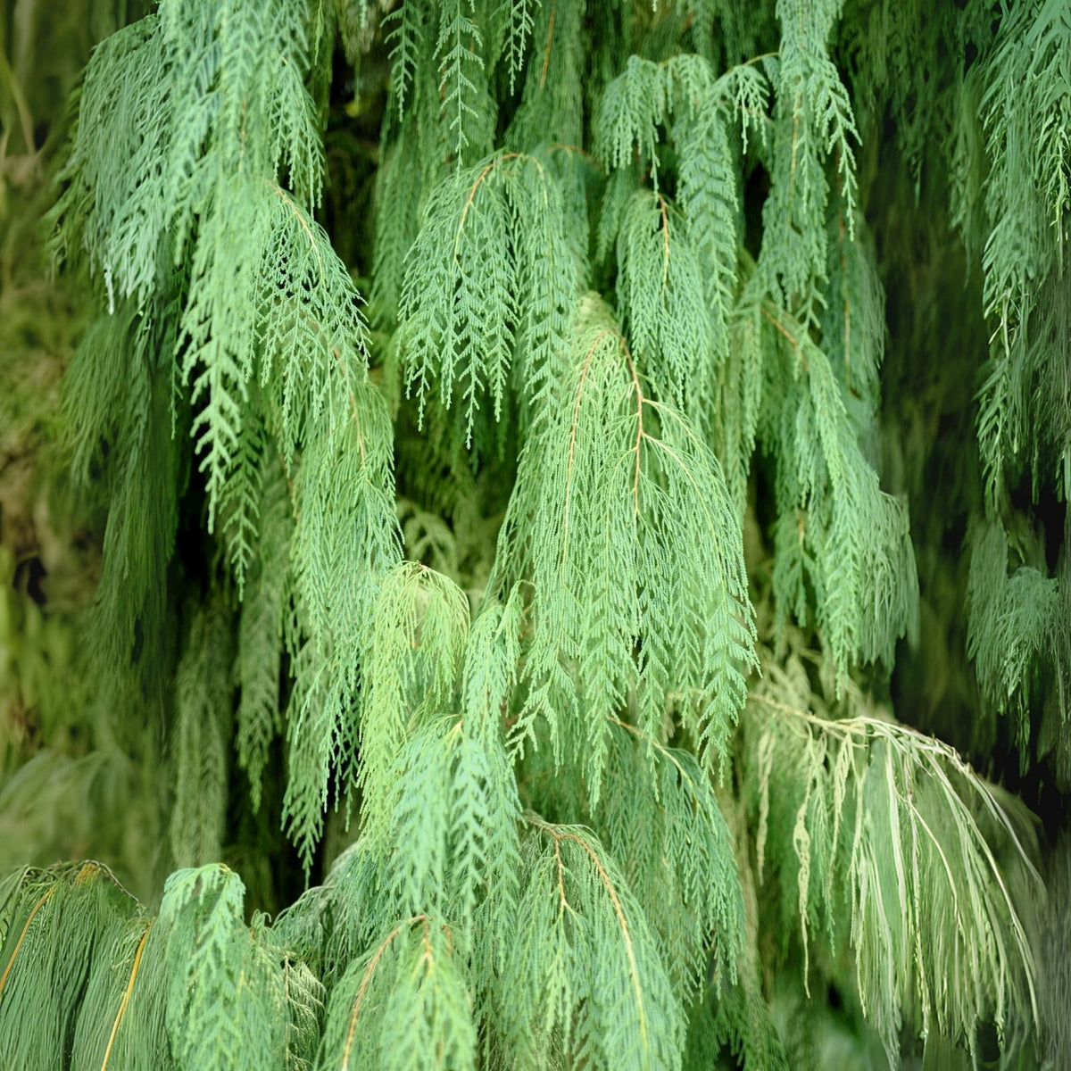 Weeping Cypress Pine Seeds - 25 Non-GMO Seeds - Hesperocyparis funebris - Drought Resistant Tree Seeds