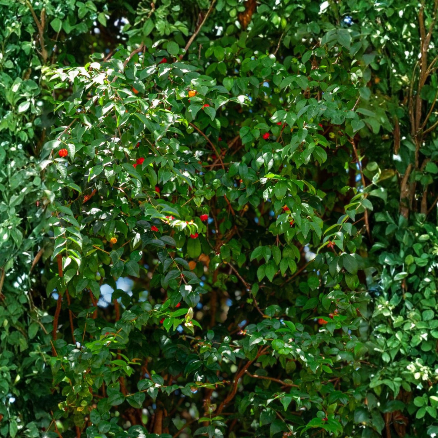 Black Surinam Cherry Tree 5 Gallon - Sweet Fruiting Variety - Prunus salicifolia - Ideal for Gardens