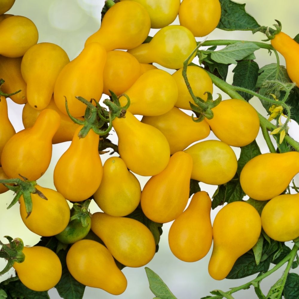Organic Yellow Pear Cherry Tomato Seeds 40 Pack Heirloom Variety Solanum lycopersicum USA Grown