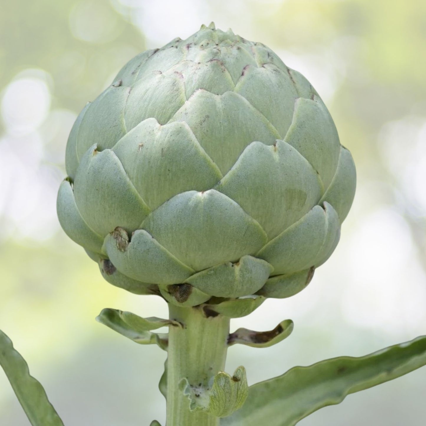 Green Globe Artichoke Seeds - 20+ Pack - Artichoke Thistle Cardoon Vegetable Seeds - Cynara scolymus - USA