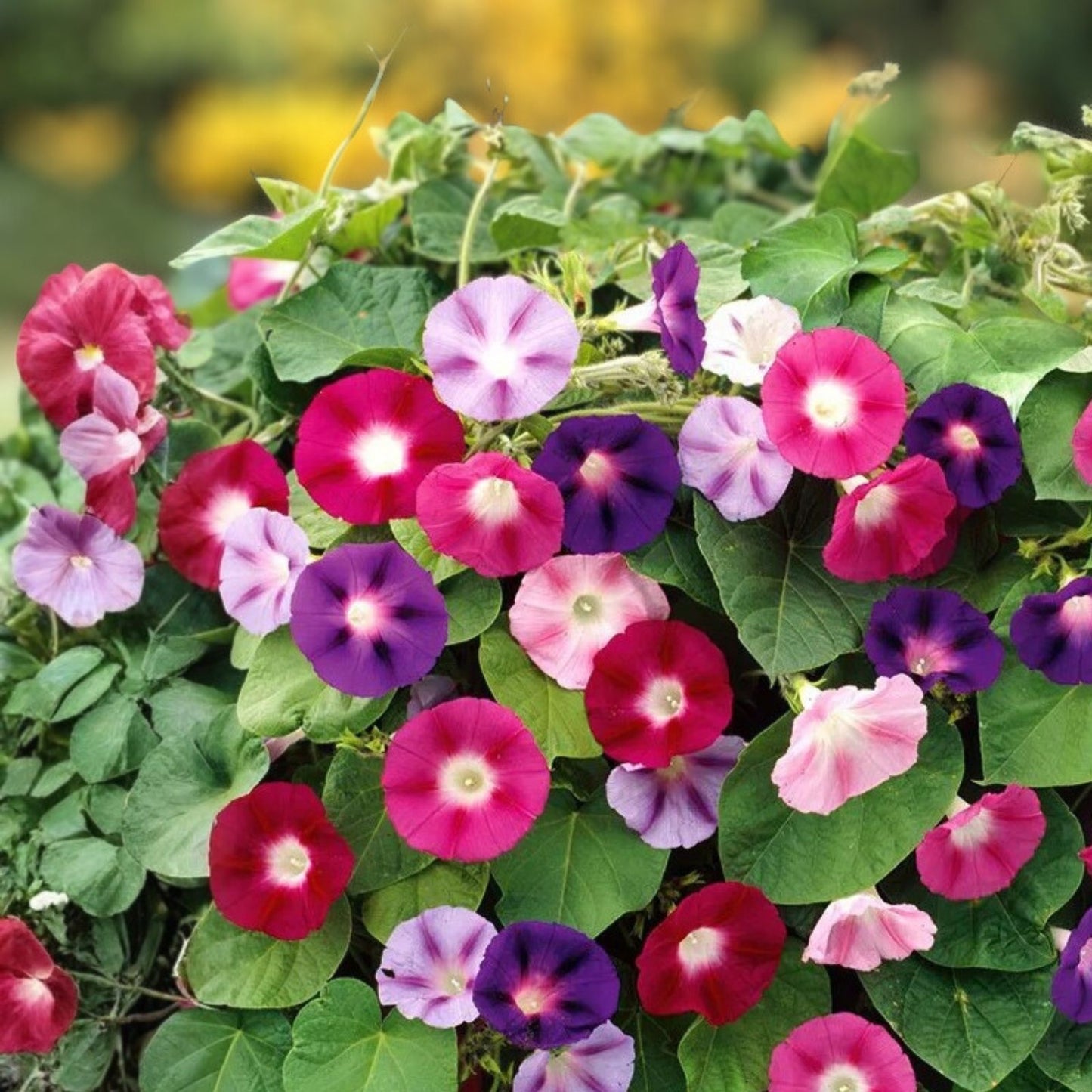 Morning Glory Seeds Kikyo-Zaki Mix 30 Seeds for Planting Ipomoea tricolor Flowering Vine Climbing Plant