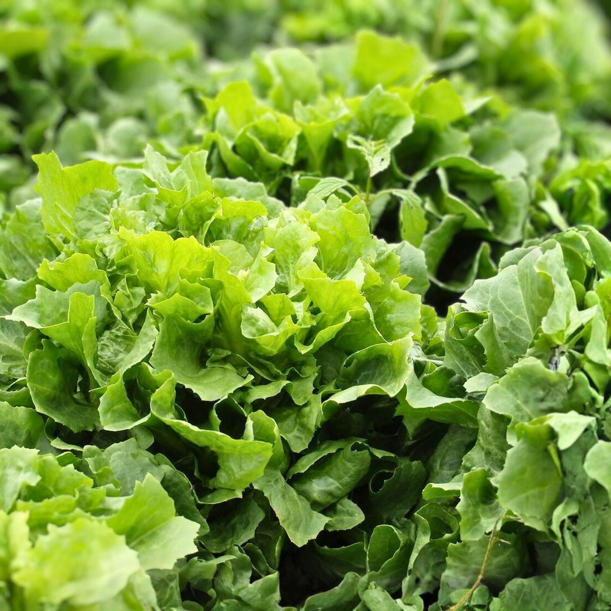 Heirloom Lettuce Seeds - 50 Non-GMO Endive Broadleaf Batavian Organic Garden Vegetable