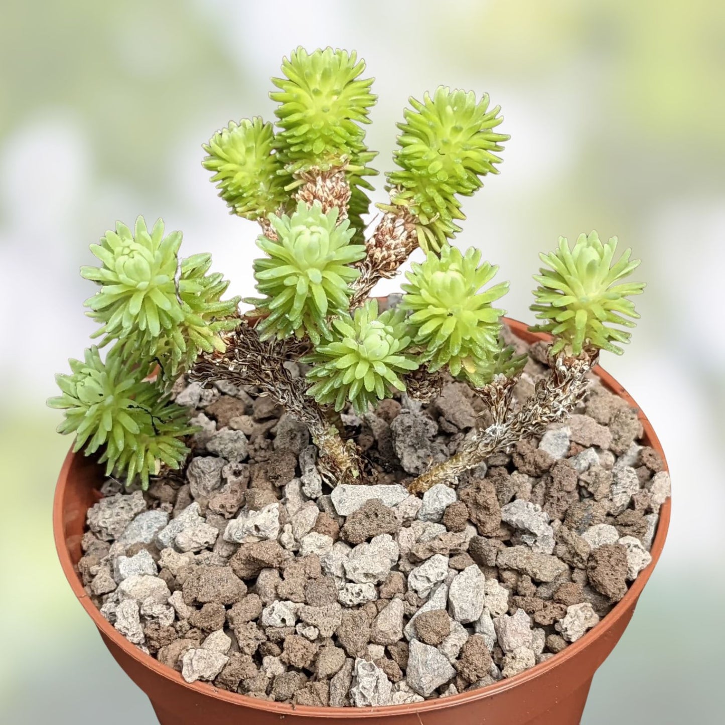 Joshua Tree Bonsai Seeds - 10 Seeds - Yucca brevifolia for Bonsai Cultivation - Drought Tolerant Indoor Plant Seedlings