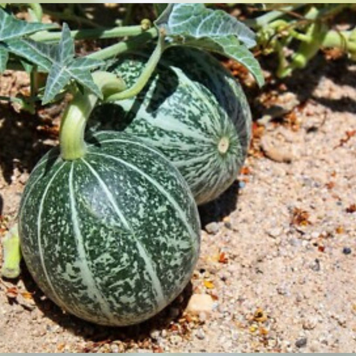 Coyote Melon Seeds 10 Pack - Bright Striped Melon - Cucumis metuliferus - Rare Non-Edible Fruit Seeds