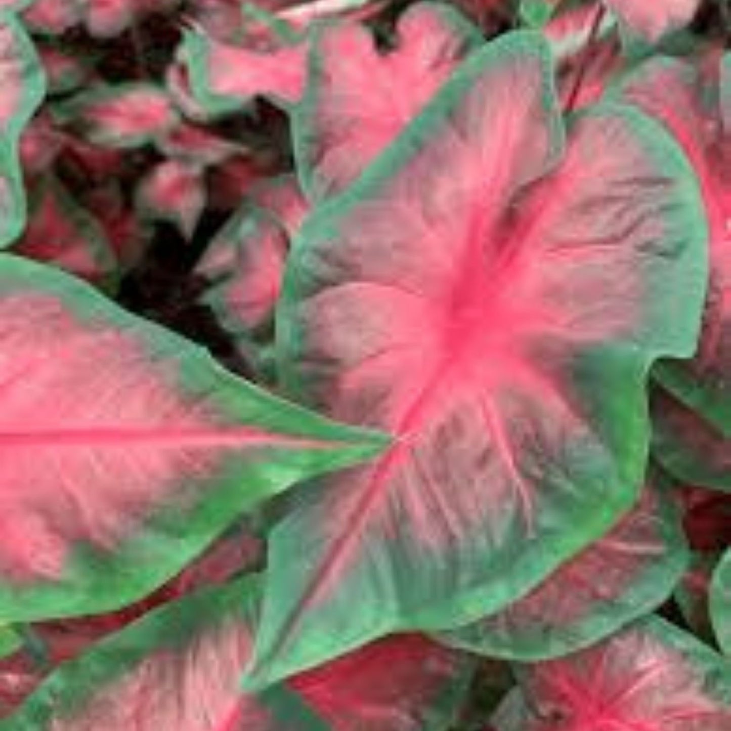 Caladium Bulbs 6 Royal Flush Perennial Elephant Ears Caladium bicolor Indoor Outdoor Plant