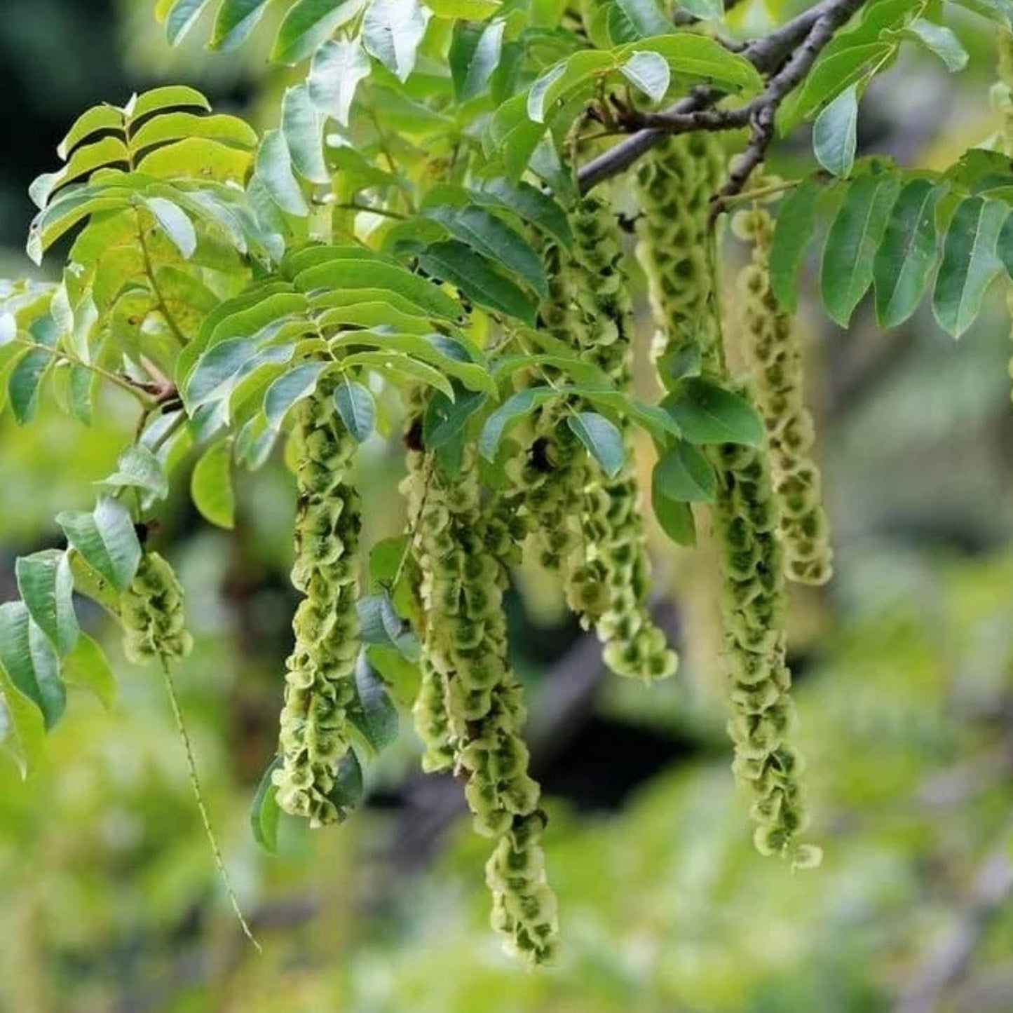 Wingnut Tree Seeds 10 Pack - Pterocarya fraxinifolia - Grow Your Own Tree - Ornamental Shade Tree Seeds