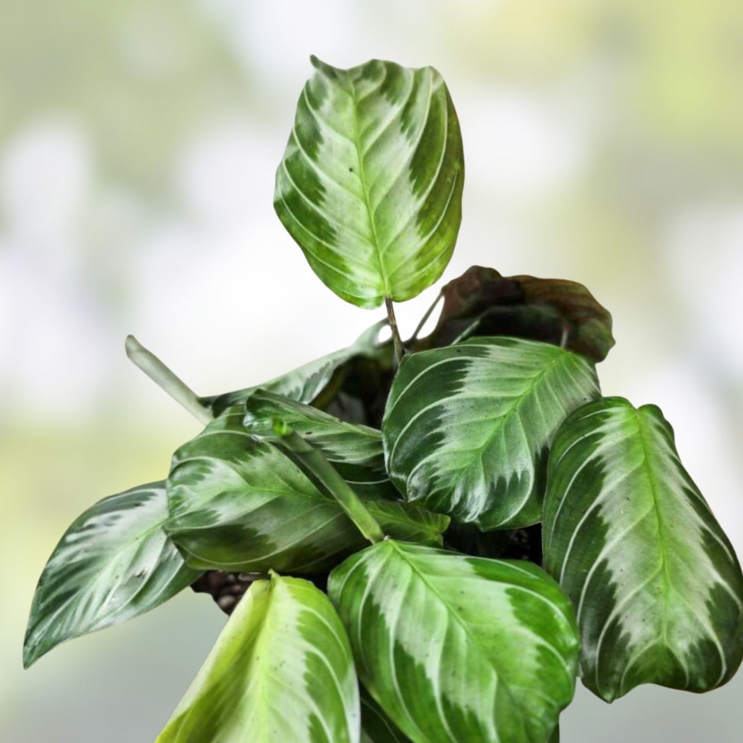 Maranta Silver Band Cutting 3 Leaves 2 Nodes Rare Tropical Plant Maranta leuconeura US Seller
