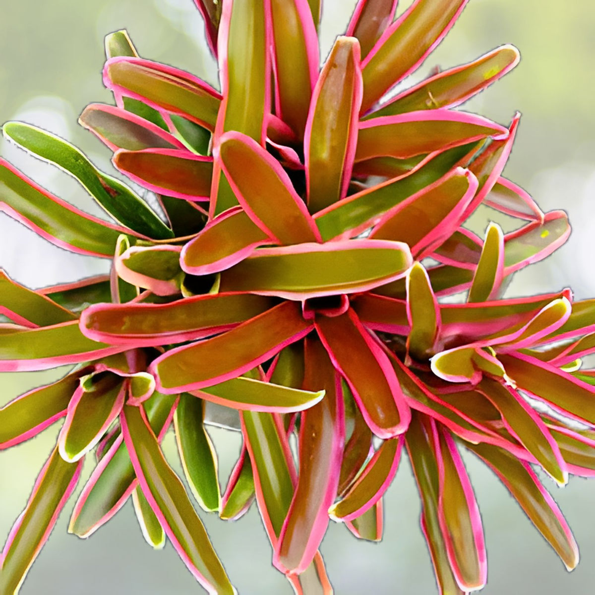 Neoregelia Plant 6" Pot Albomarginated Green & Pink Blush Foliage Neoregelia stolonifera (USPP11,448P2)