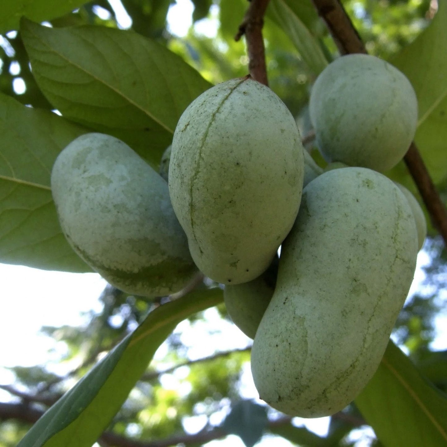 Paw Paw Tree Seeds 6 Pack | Edible Fruit Tree | Asimina triloba | Grown in USA